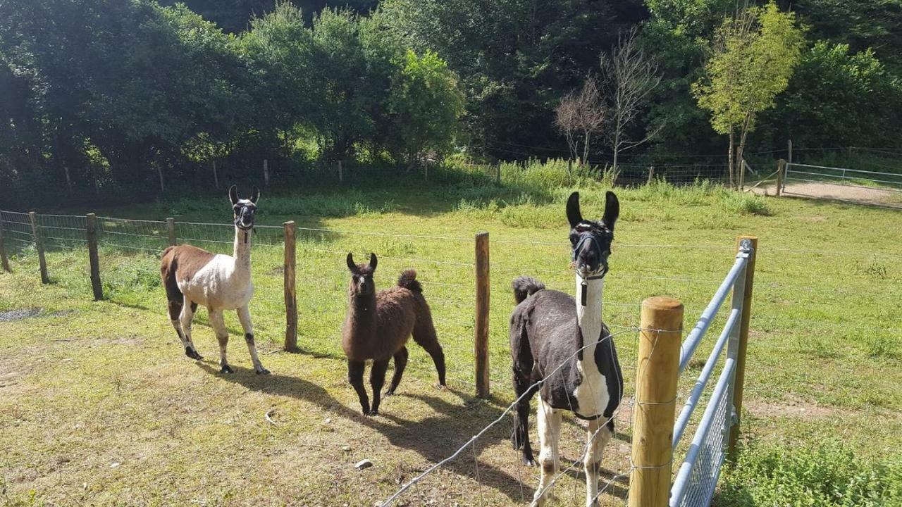 La Ferme Des Andes - Gite L'Atelier Quins 外观 照片