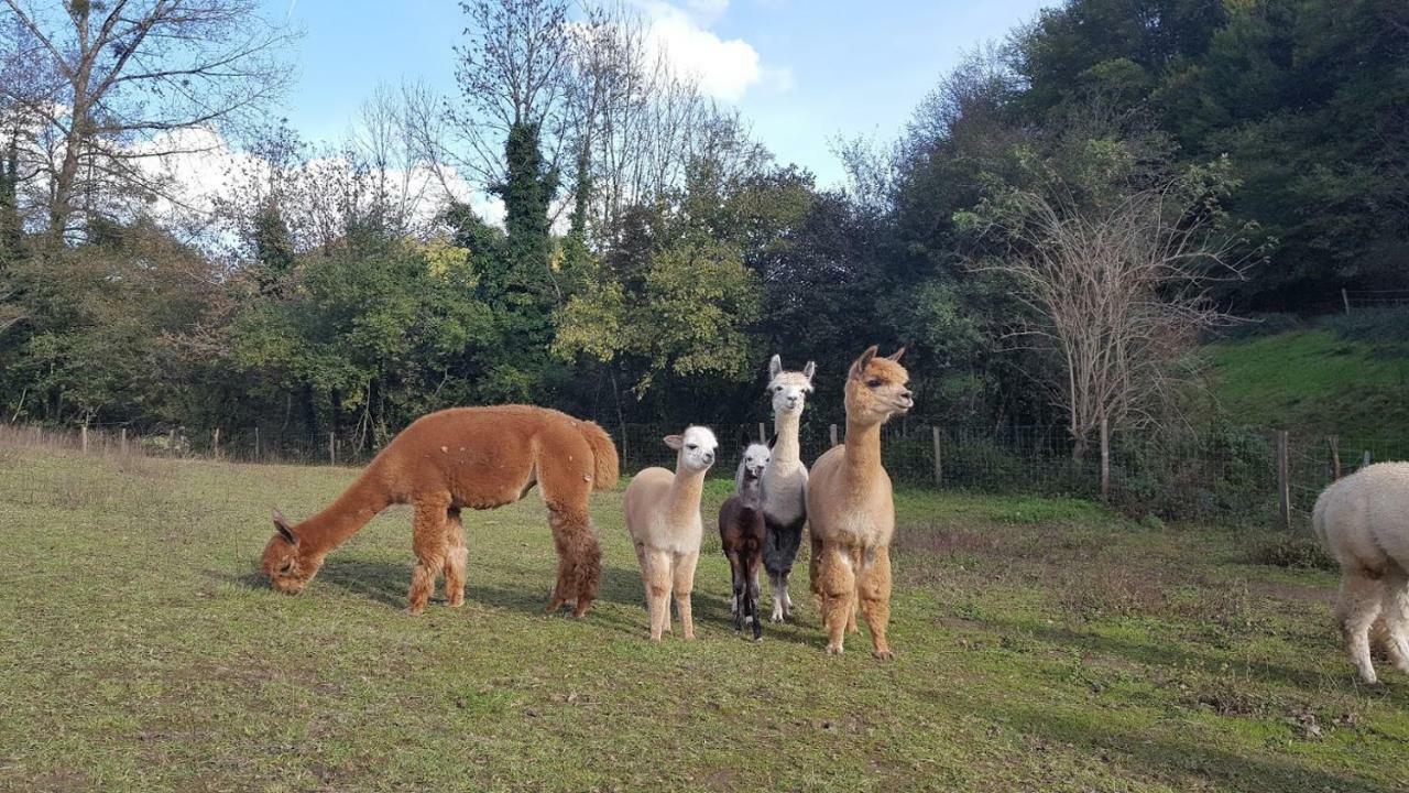 La Ferme Des Andes - Gite L'Atelier Quins 外观 照片